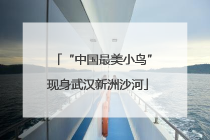 “中国最美小鸟”现身武汉新洲沙河
