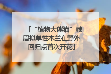 “植物大熊猫”峨眉拟单性木兰在野外回归点首次开花
