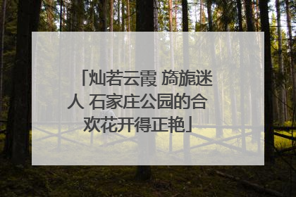 灿若云霞 旖旎迷人 石家庄公园的合欢花开得正艳