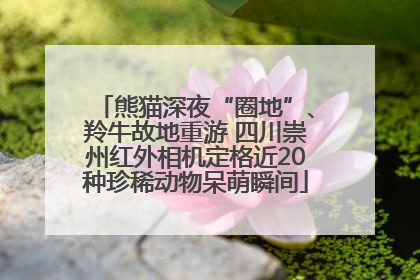 熊猫深夜“圈地”、羚牛故地重游 四川崇州红外相机定格近20种珍稀动物呆萌瞬间