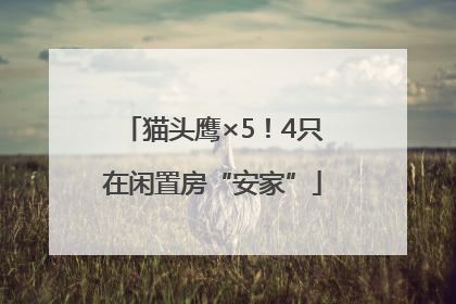 猫头鹰×5！4只在闲置房“安家”
