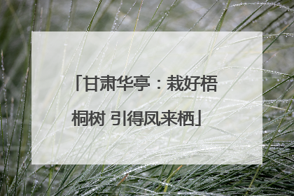 甘肃华亭：栽好梧桐树 引得凤来栖