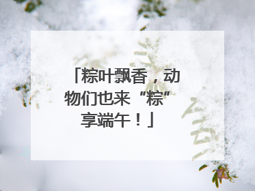 粽叶飘香，动物们也来“粽”享端午！