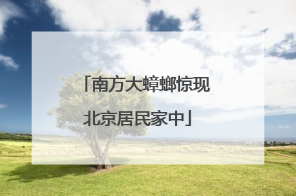 南方大蟑螂惊现北京居民家中