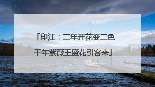 印江：三年开花变三色 千年紫薇王盛花引客来