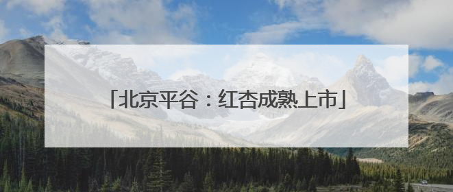 北京平谷：红杏成熟上市