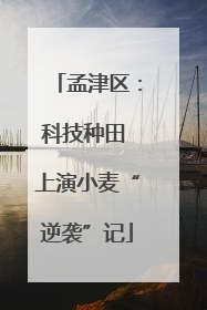孟津区：科技种田 上演小麦“逆袭”记