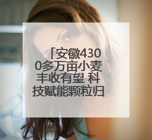 安徽4300多万亩小麦丰收有望 科技赋能颗粒归仓