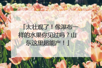 太壮观了！像瀑布一样的水果你见过吗？山东这里超能产！