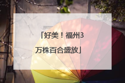 好美！福州3万株百合盛放