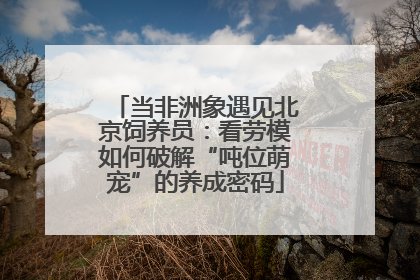 当非洲象遇见北京饲养员：看劳模如何破解“吨位萌宠”的养成密码
