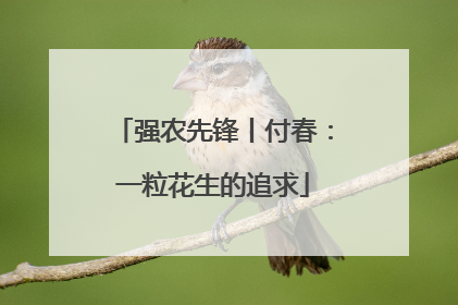 强农先锋丨付春：一粒花生的追求