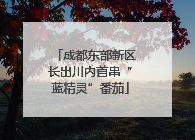 成都东部新区长出川内首串“蓝精灵”番茄