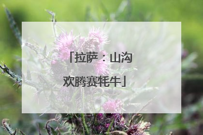 拉萨：山沟欢腾赛牦牛
