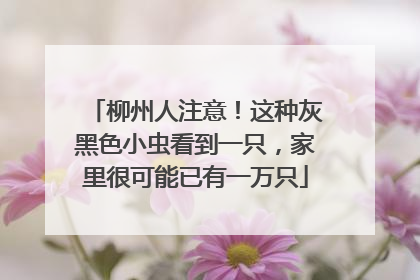 柳州人注意！这种灰黑色小虫看到一只，家里很可能已有一万只