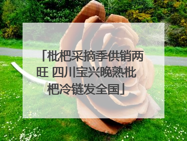 枇杷采摘季供销两旺 四川宝兴晚熟枇杷冷链发全国