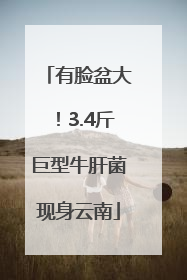 有脸盆大！3.4斤巨型牛肝菌现身云南