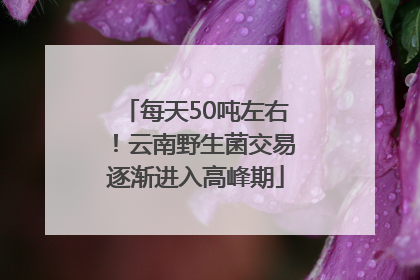 每天50吨左右！云南野生菌交易逐渐进入高峰期