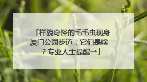 样貌奇怪的毛毛虫现身厦门公园步道，它们是啥？专业人士提醒→