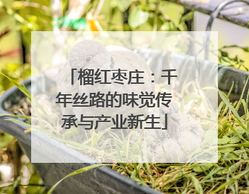榴红枣庄：千年丝路的味觉传承与产业新生