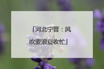 河北宁晋：风吹麦浪夏收忙