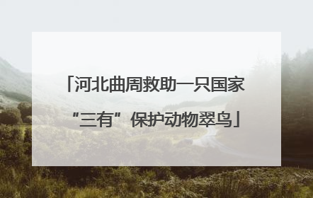 河北曲周救助一只国家“三有”保护动物翠鸟