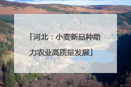 河北：小麦新品种助力农业高质量发展
