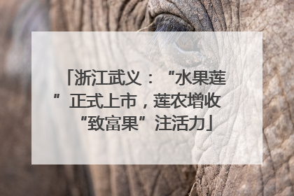 浙江武义：“水果莲”正式上市，莲农增收“致富果”注活力