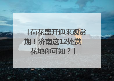 荷花盛开迎来观赏期！济南这12处赏花地你可知？