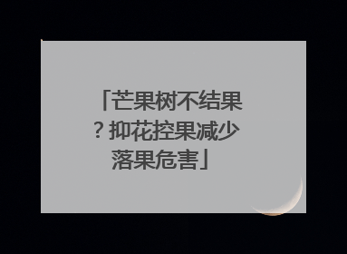 芒果树不结果？抑花控果减少落果危害