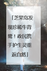 芝罘岛发现珍稀牛背鹭！政民携手护生灵重返自然