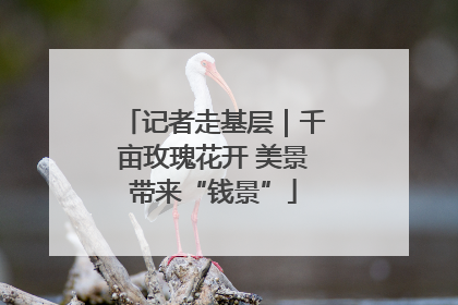 记者走基层｜千亩玫瑰花开 美景带来“钱景”