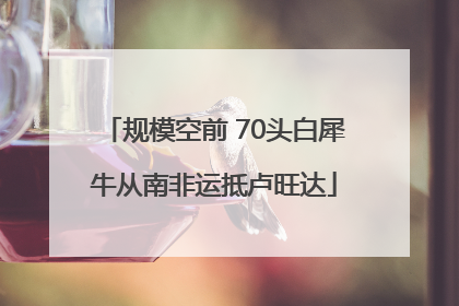 规模空前 70头白犀牛从南非运抵卢旺达