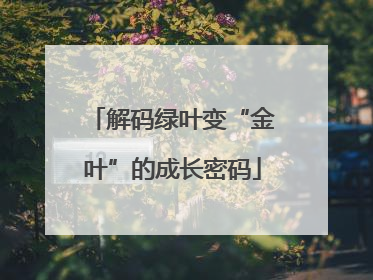 解码绿叶变“金叶”的成长密码