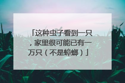 这种虫子看到一只，家里很可能已有一万只（不是蟑螂）