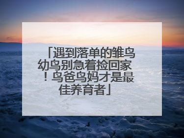 遇到落单的雏鸟幼鸟别急着捡回家！鸟爸鸟妈才是最佳养育者