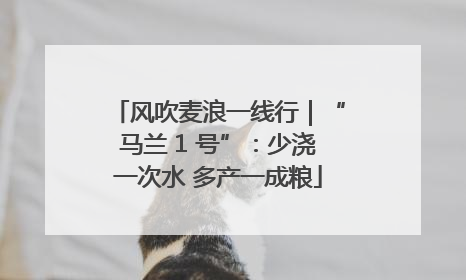风吹麦浪一线行｜“马兰 1 号”：少浇一次水 多产一成粮