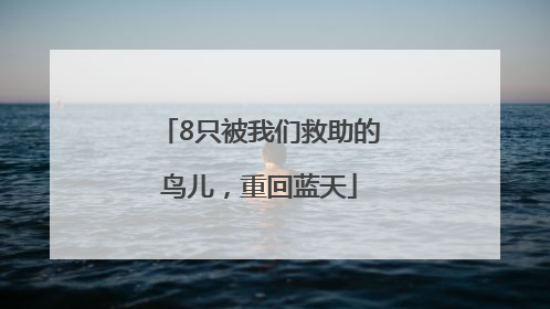 8只被我们救助的鸟儿，重回蓝天